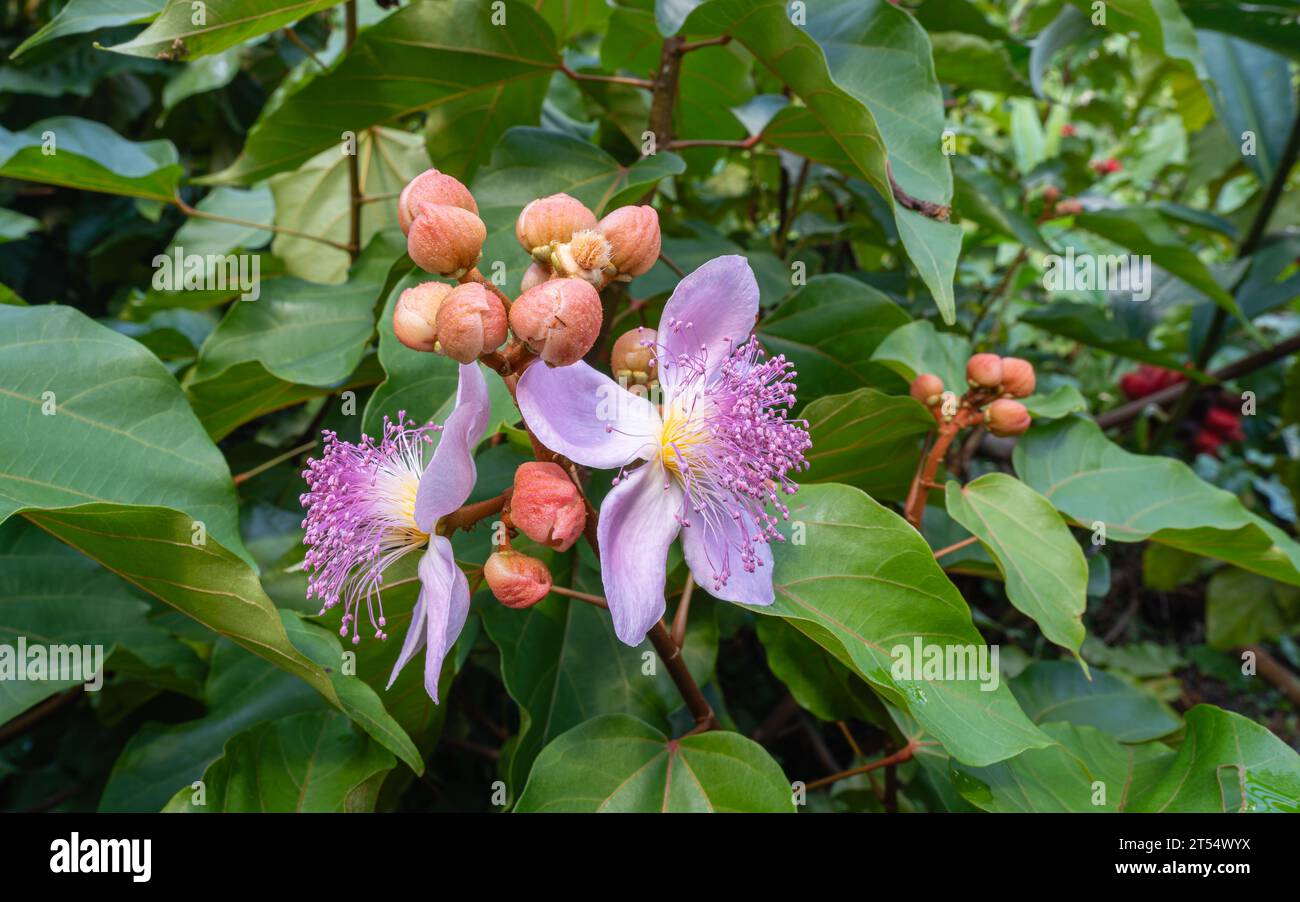 Closeup view of cluster of pink flowers and buds with foliage background of achiote aka bixa orellana or lipstick tree Stock Photo