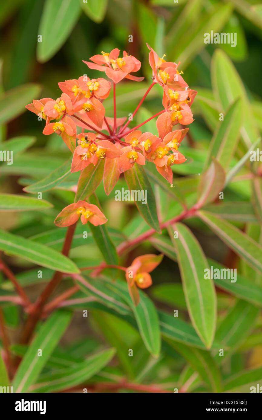 Euphorbia griffithii Fireglow, Griffith's spurge Fireglow, leaves with reddish midribs, bright fiery brick red flowers. Stock Photo
