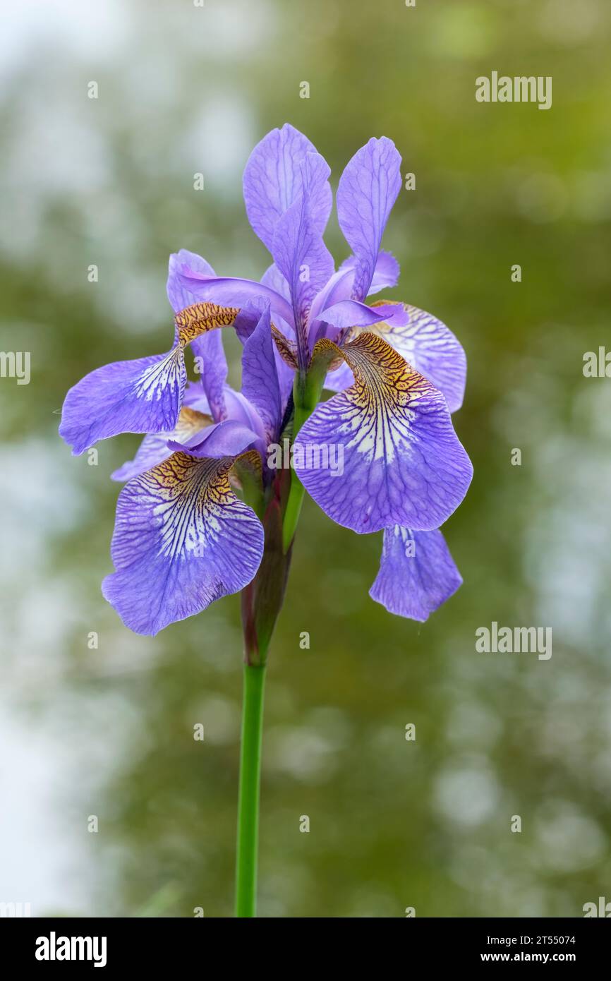 Iris Tropic Night, Siberian iris Tropic Night, Iris sibirica Tropic Night,  violet flowers with veined yellow throats Stock Photo