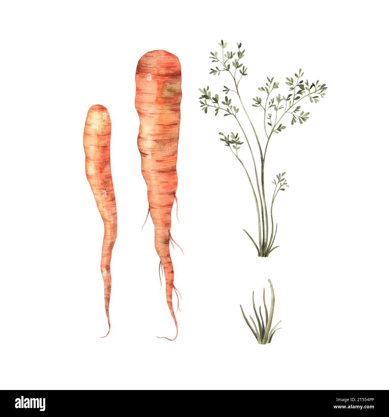 Watercolor hand drawn carrots on a white background, isolate. Use for print design, cards, fabric, menus. Stock Photo