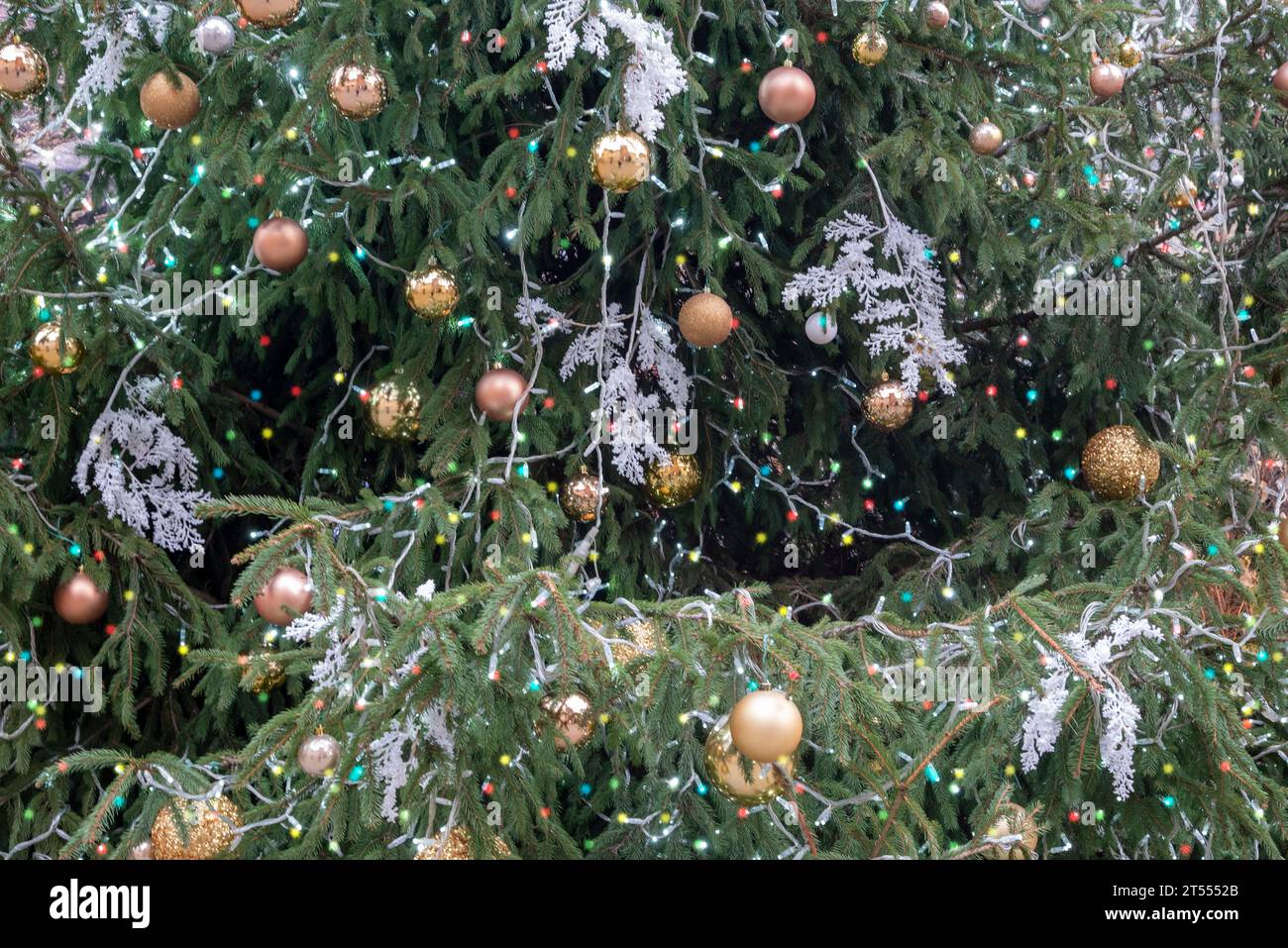 Luminarie di Larino, magia di luci | Turismo in Molise, image size:1300x957