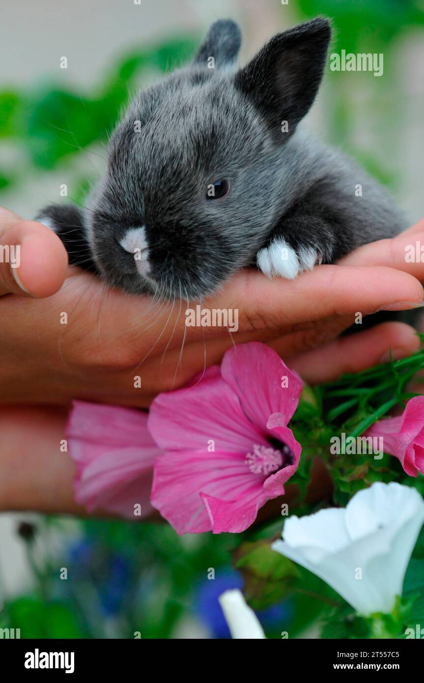Dark grey rabbit, hand-held dwarf rabbit and tree mallow flowers Stock ...