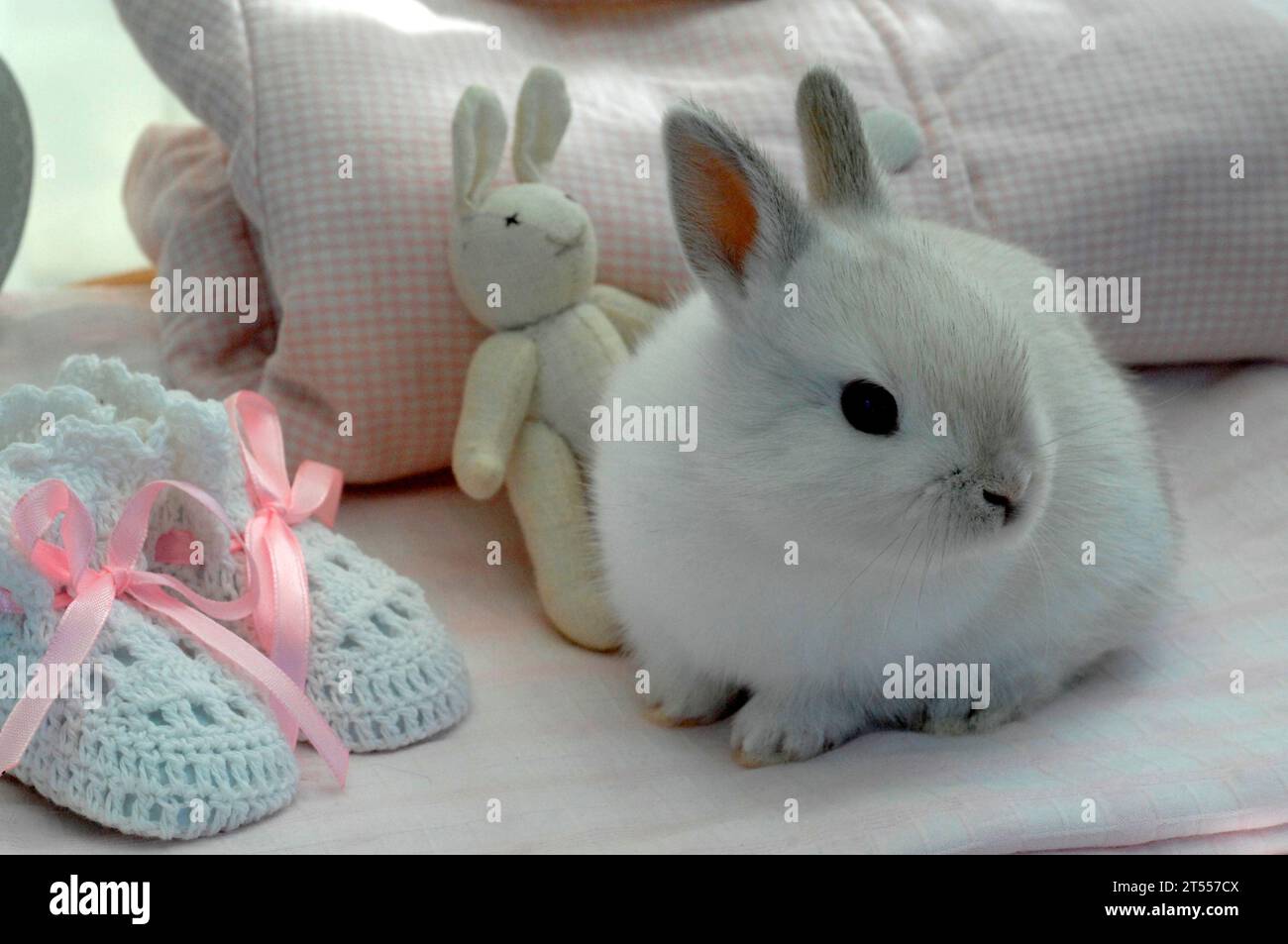 Stuffed Dwark Rabbit White rabbit, dwarf rabbit, stuffed rabbit and baby bootie Stock Photo ...