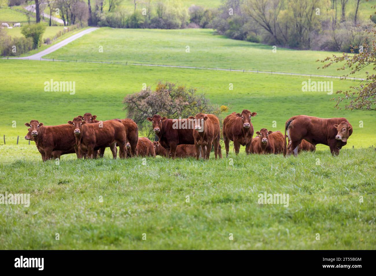 Limousine cows in the meadow in spring, Moselle, France Stock Photo - Alamy