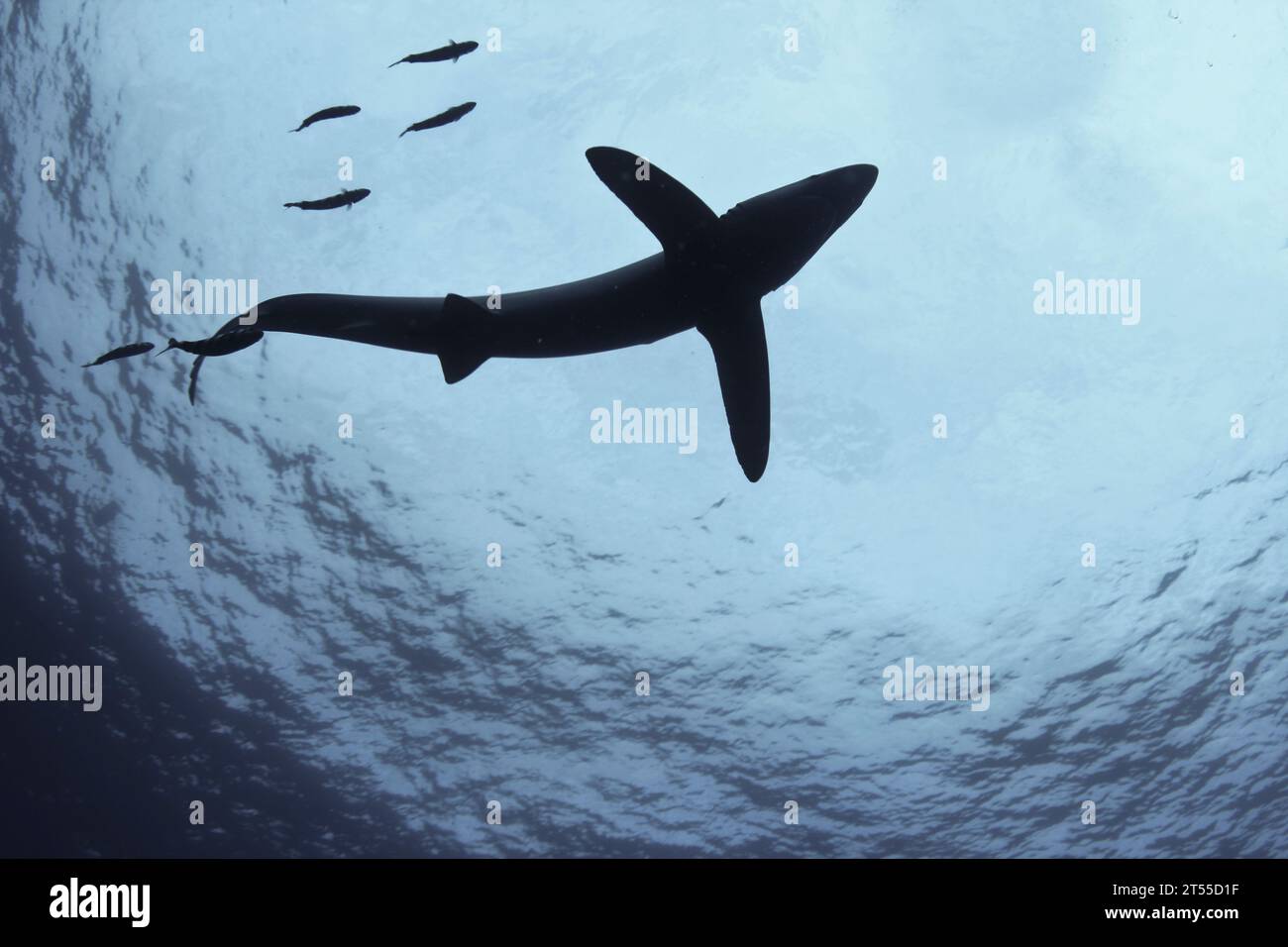 Azores islands hi-res stock photography and images - Alamy
