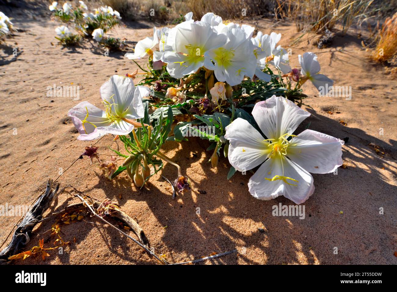 Dune Primrose, Birdcage Evening-primrose (Oenothera deltoides), Mojave ...