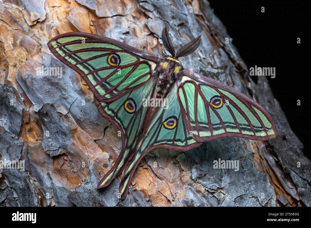 Spanish moon moth (Graellsia isabellae), male, Albanya, Spain