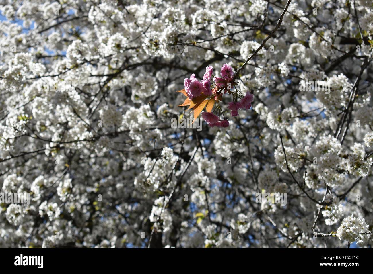 Pink Cherry Blossom Set Against White Stock Photo Alamy