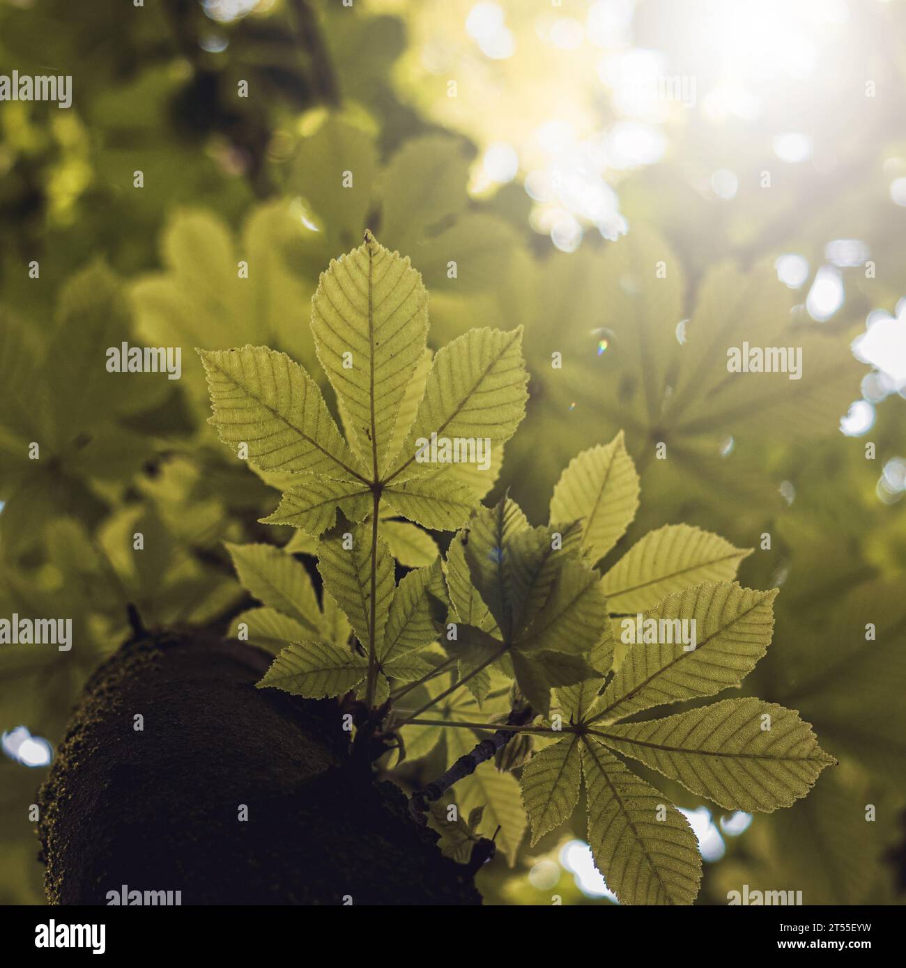 Green leaves of plant hi-res stock photography and images - Alamy