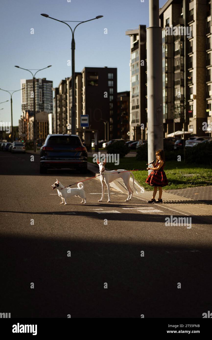 A girl child with dogs crosses the street Stock Photo - Alamy