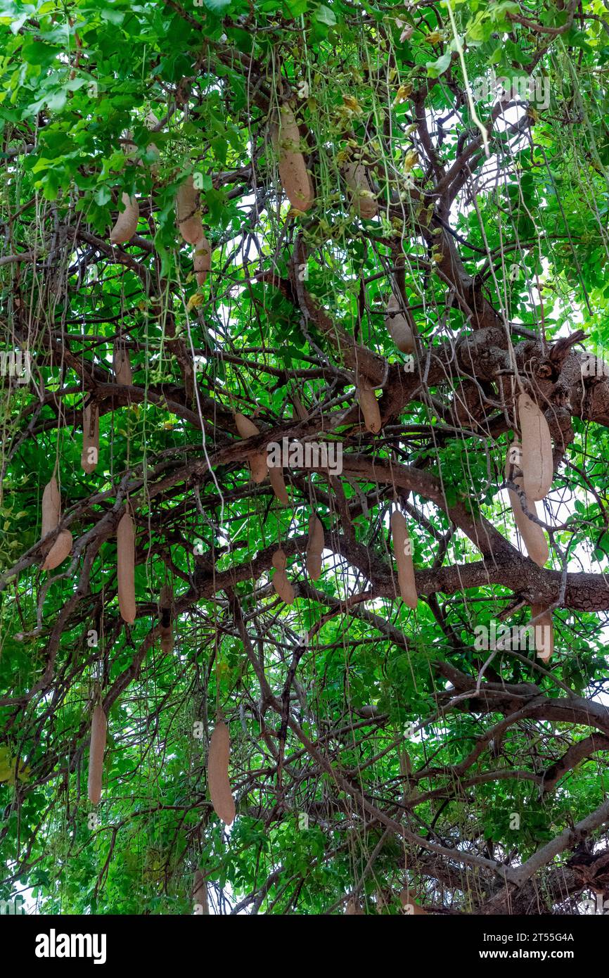 Sausage tree (Kigelia africana), fruits, Kafue national Park, Zambia ...
