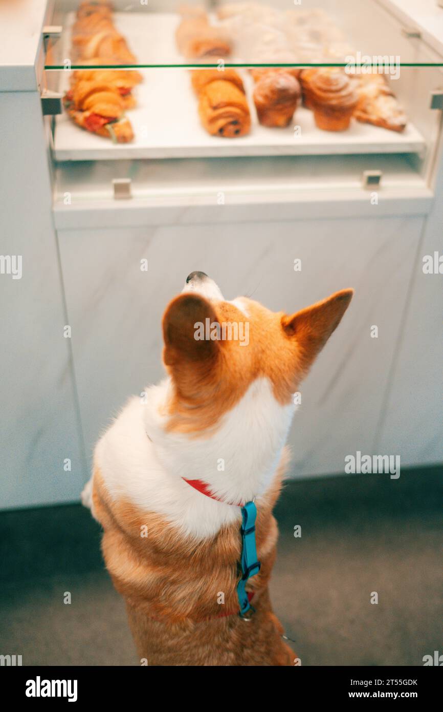 Corgi dog stands on his hind legs and chooses a cake in a cafe Stock Photo