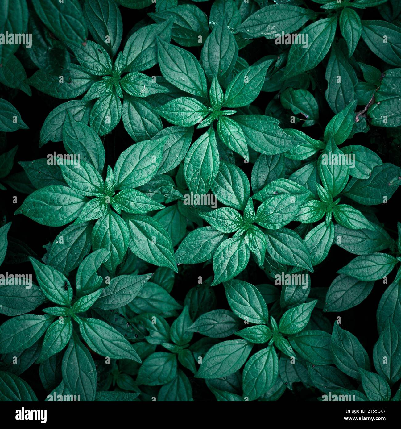 Green green leaves hi-res stock photography and images - Alamy