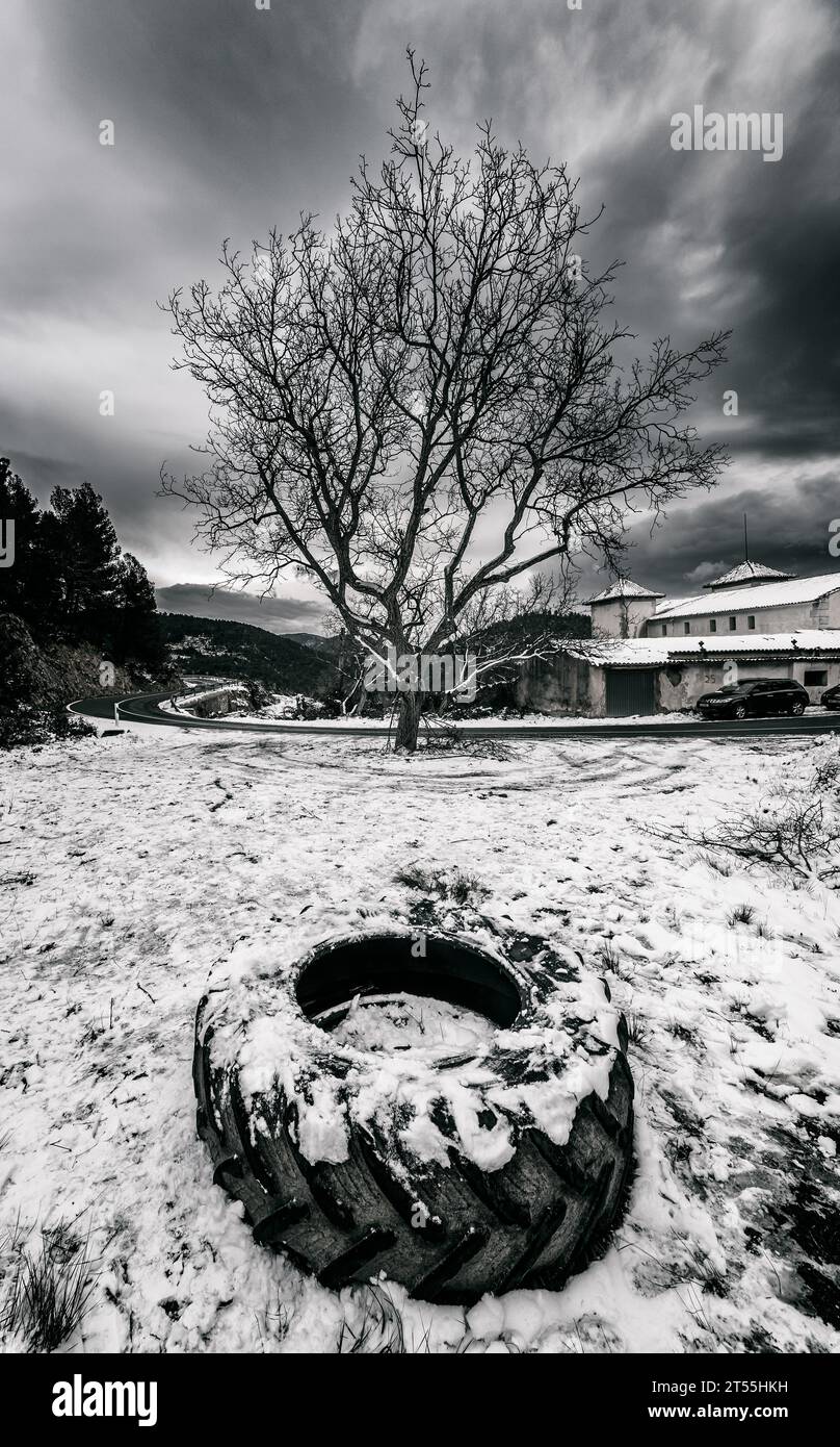 Tractor wheel and walnut tree in the snow in Sella Stock Photo - Alamy
