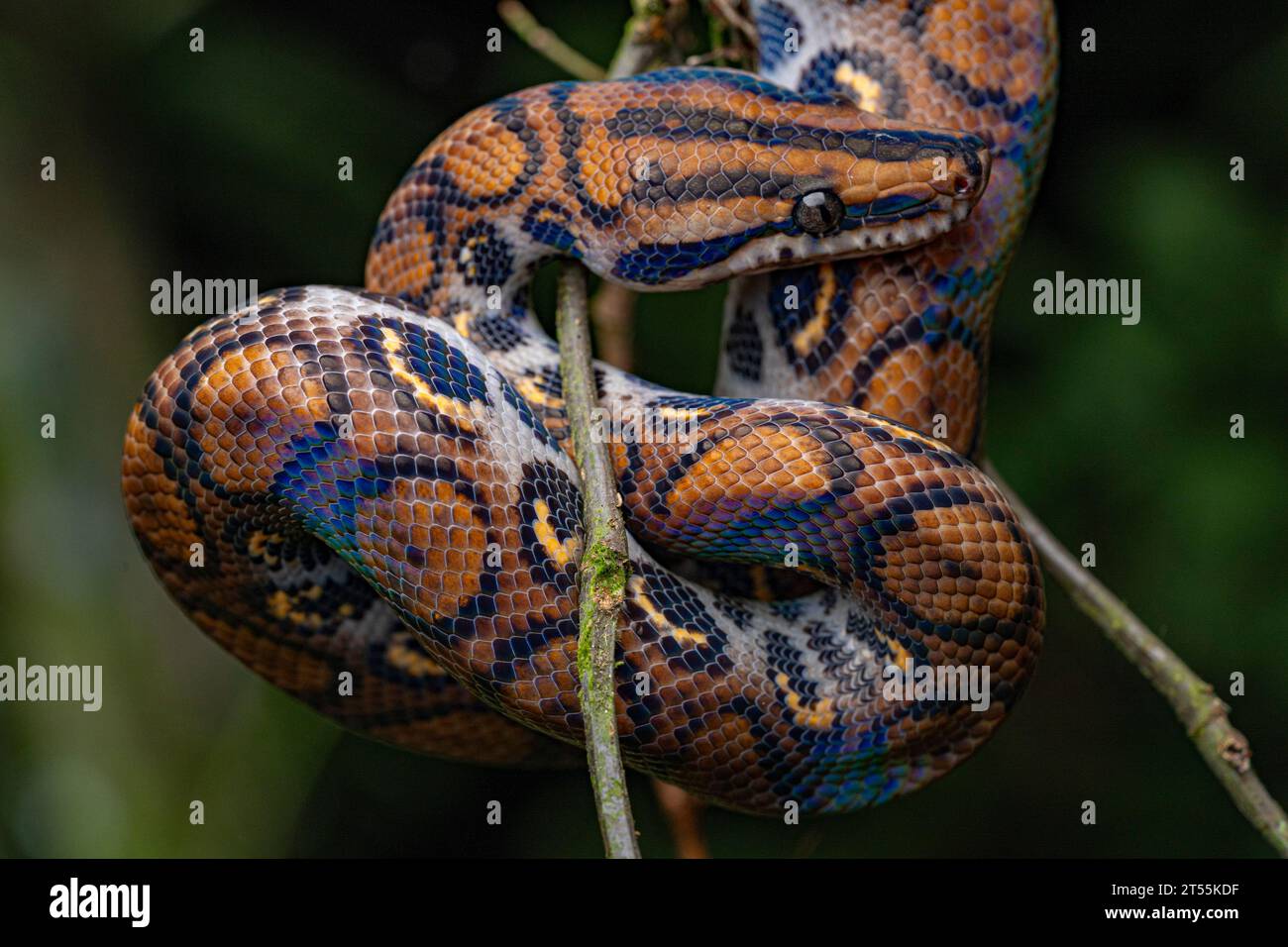 Rainbow boa (Epicrates cenchria), Ecuador Stock Photo - Alamy