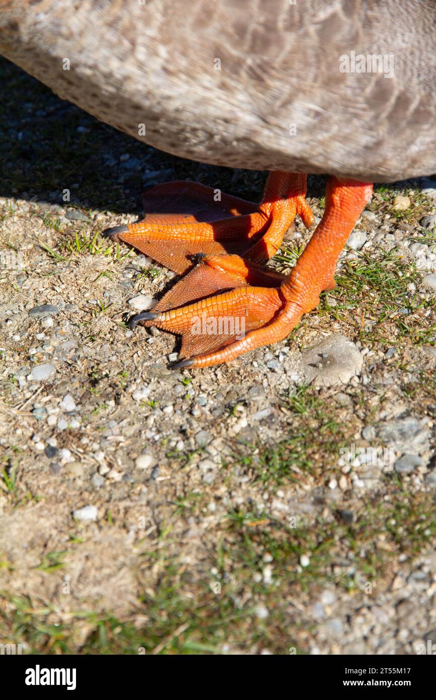 close-up image of orange duck feet Stock Photo