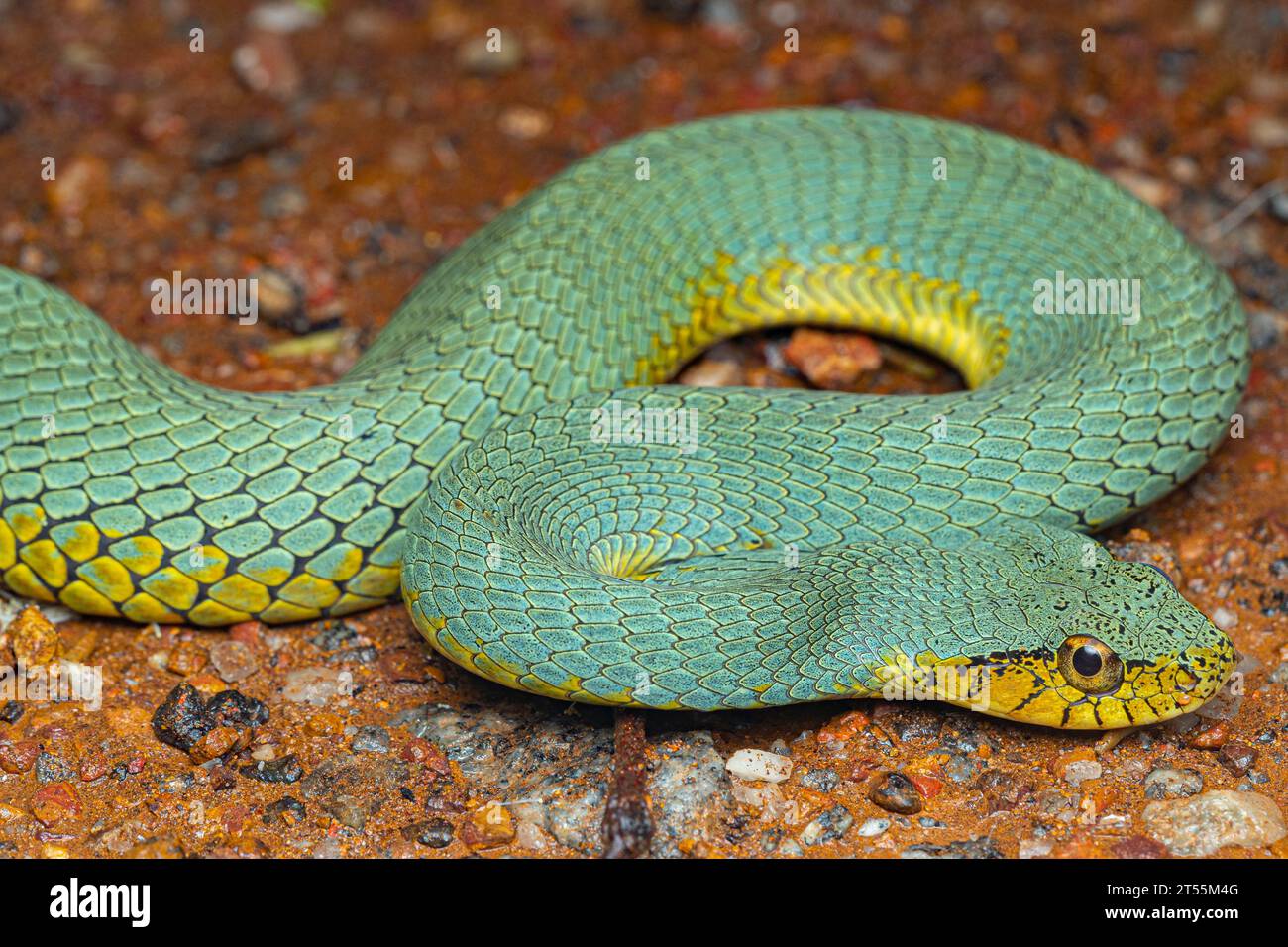 False palmviper (Xenodon werneri) Snake imitating a venomous Amazon