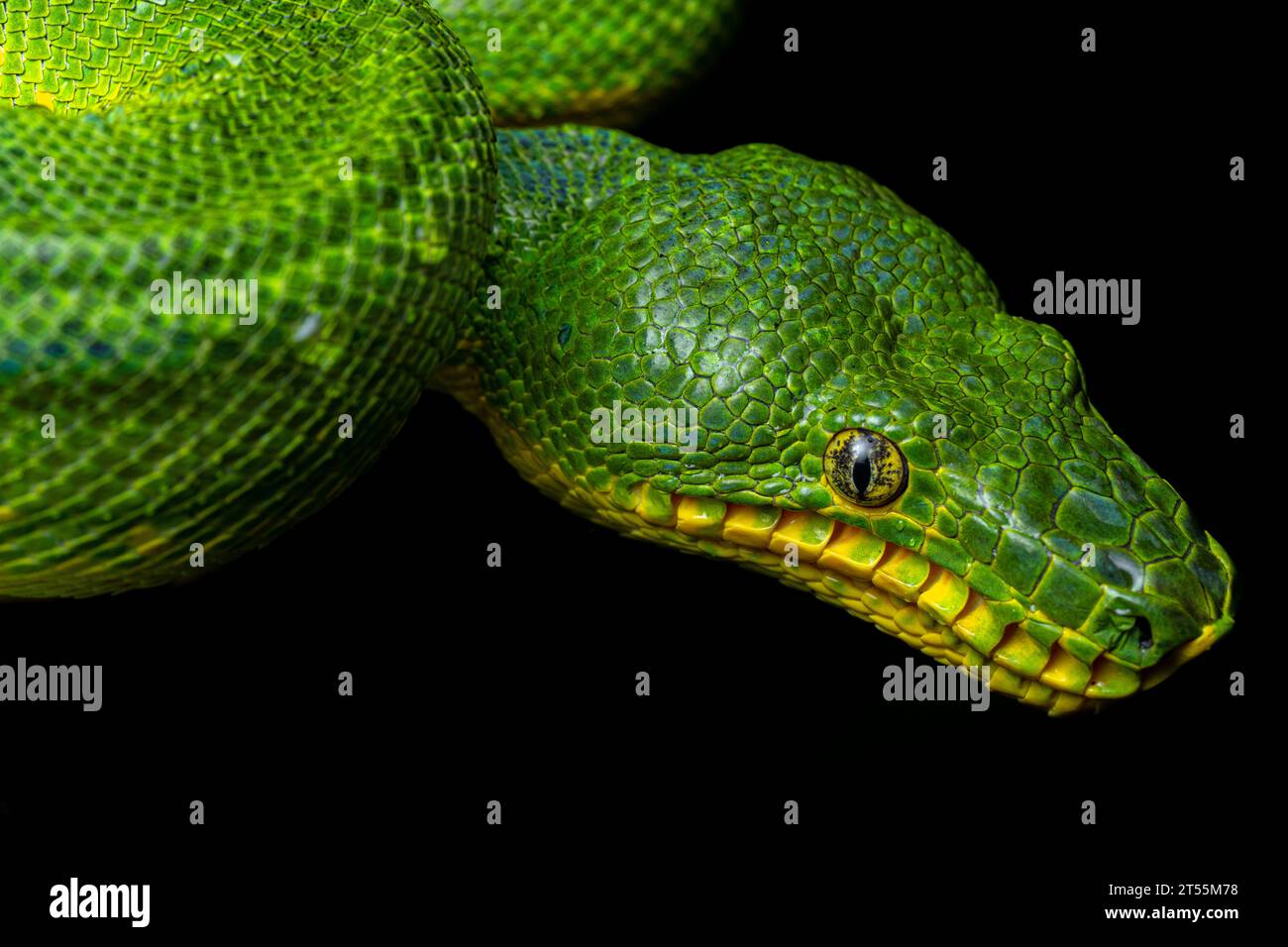 Emerald Tree Boa (Corallus caninus) portrait, Saint Elie, French Guiana ...