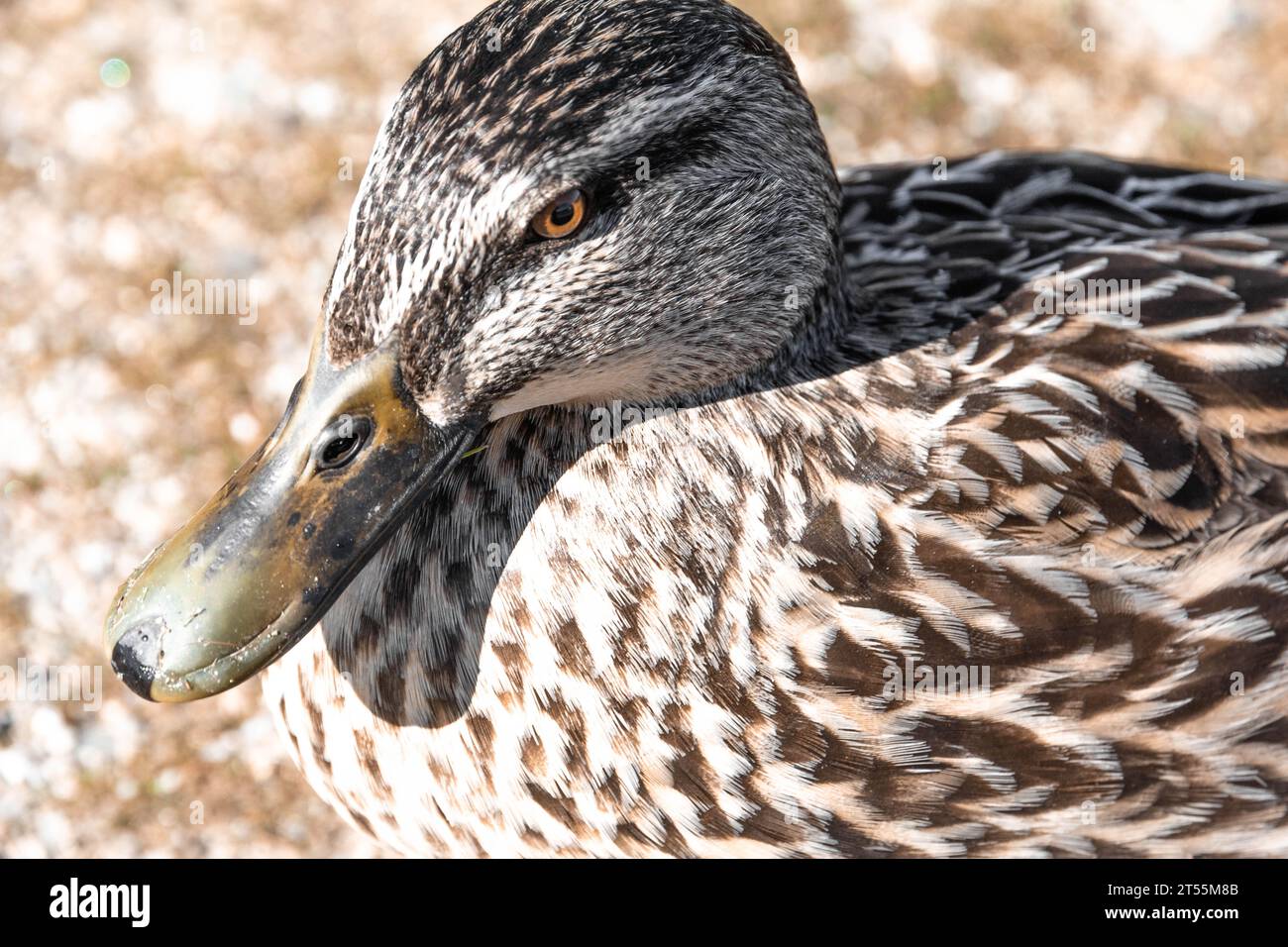 Brown and grey duck hi-res stock photography and images - Alamy