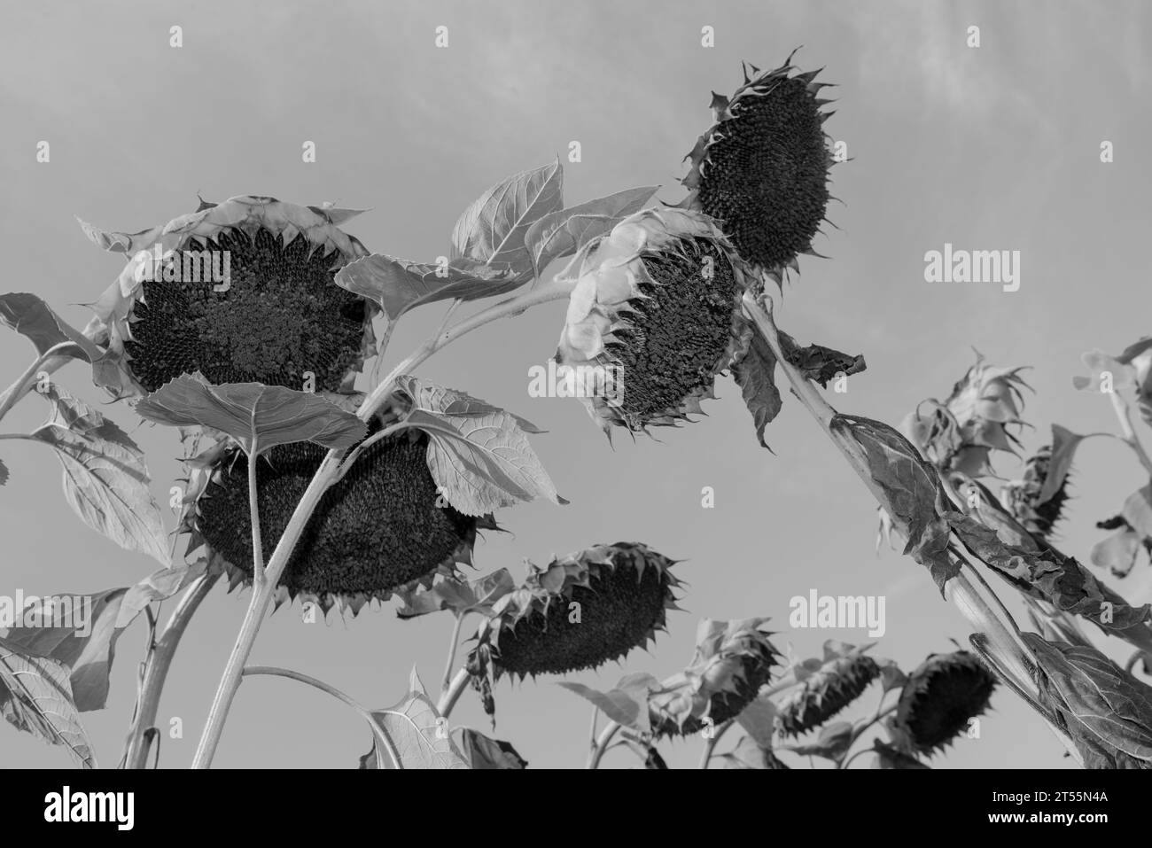 Daisy sunflower Black and White Stock Photos & Images - Alamy