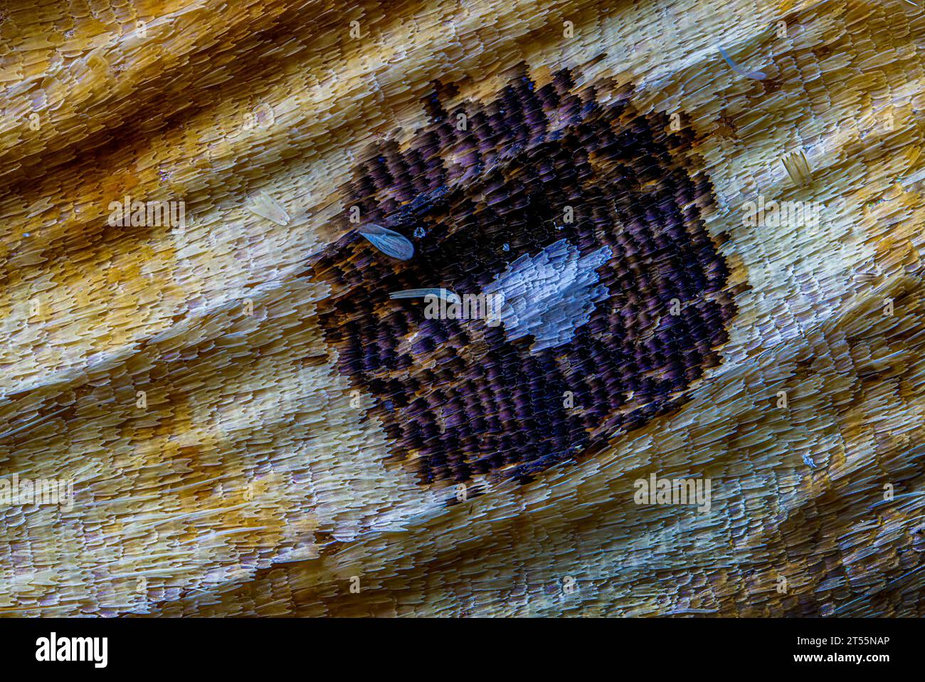 Butterfly wing scales Stock Photo - Alamy