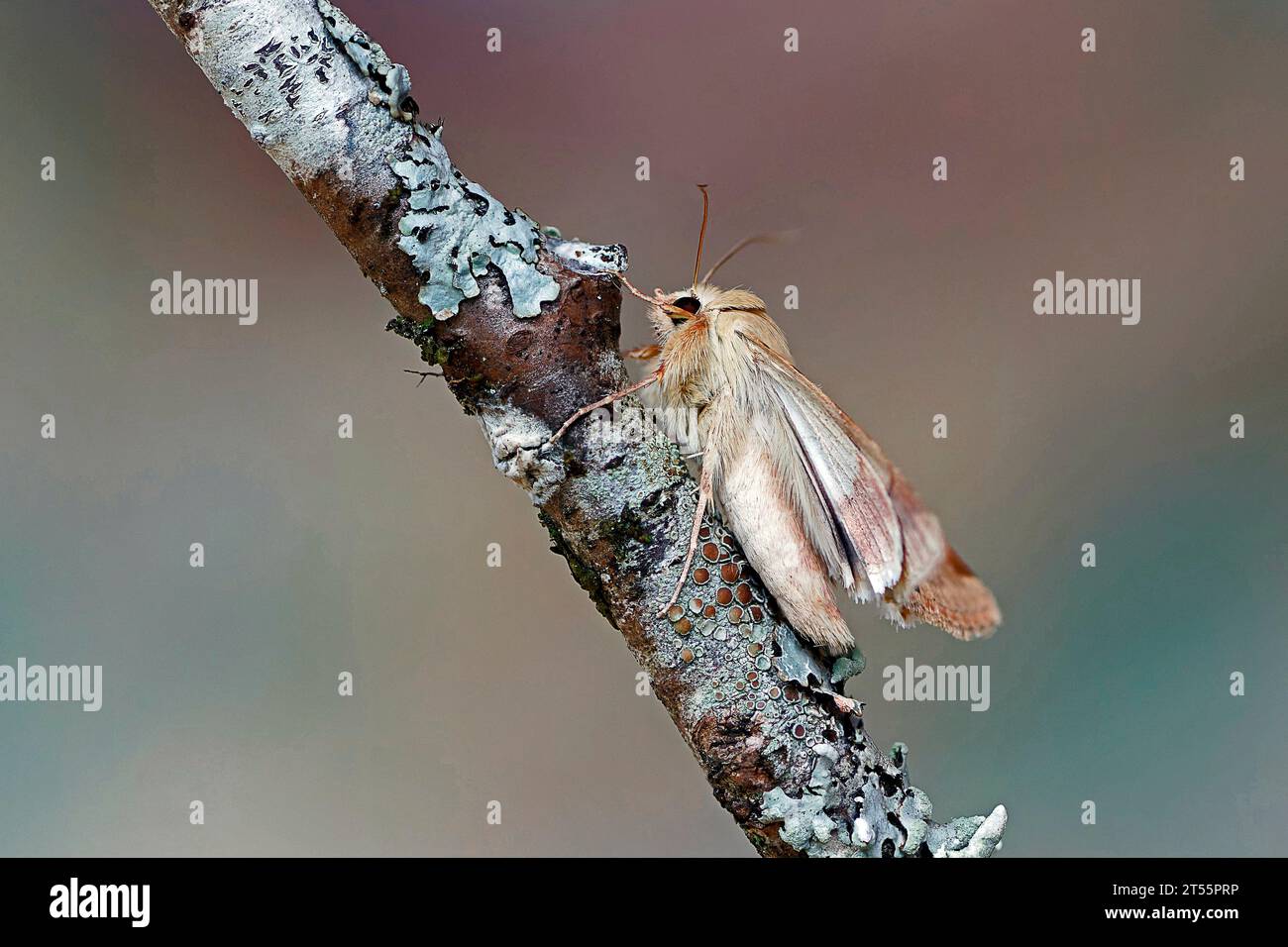 Bordered straw (Heliothis peltigera), moth on wood, side view, Gers ...