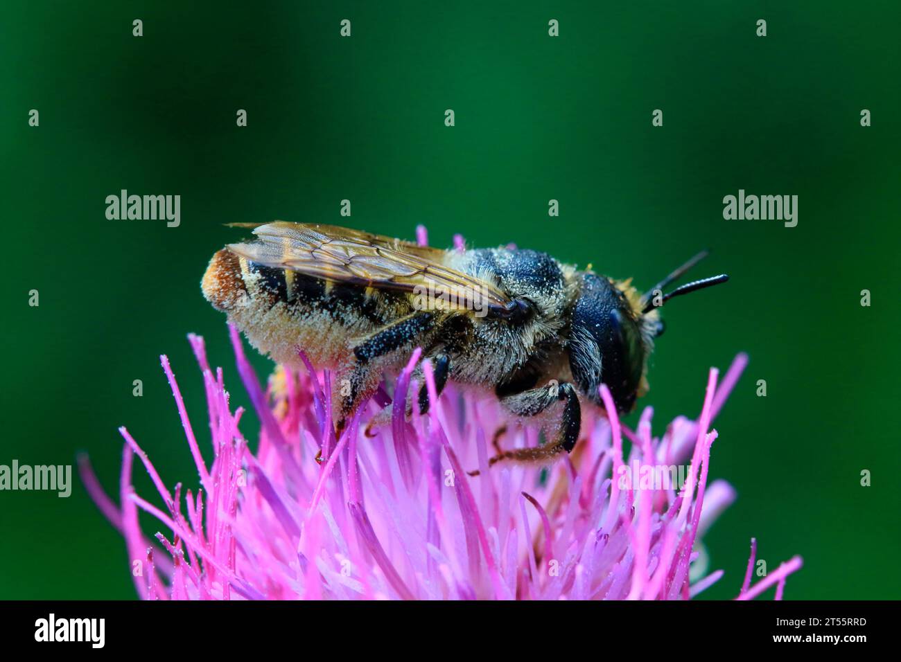Alfalfa leafcutting bee (Megachile rotundata) on flower, Drome, France