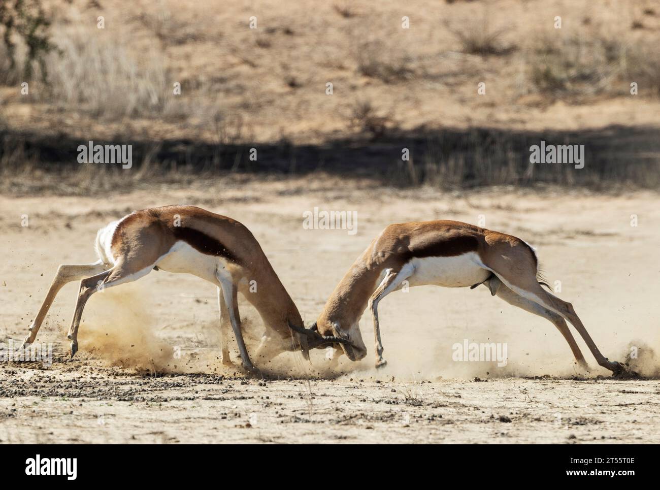 Springbok (Antidorcas marsupialis). Fighting males. Kalahari Desert ...