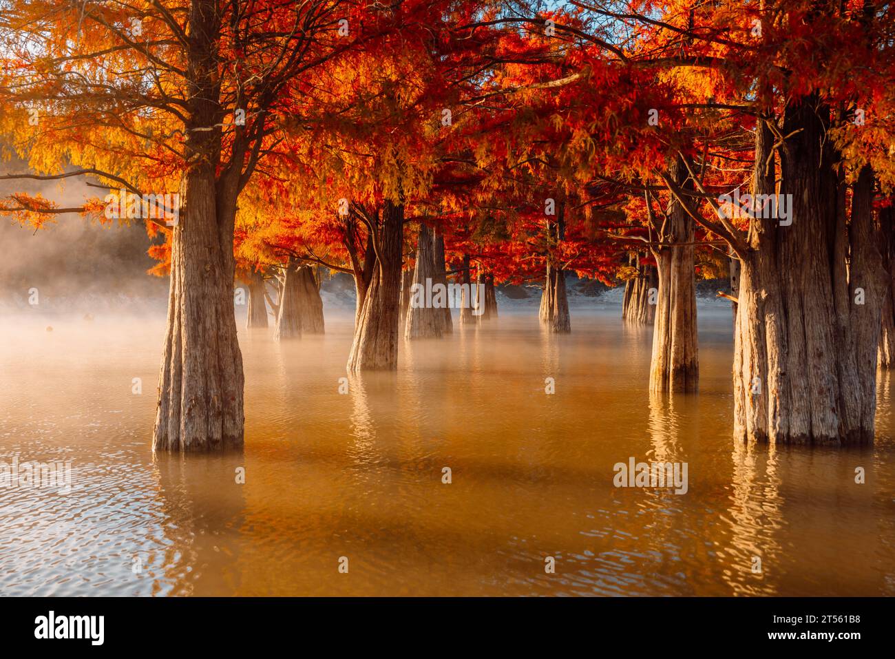 Taxodium distichum with red needles. Autumnal swamp cypresses and lake with reflection. Stock Photo