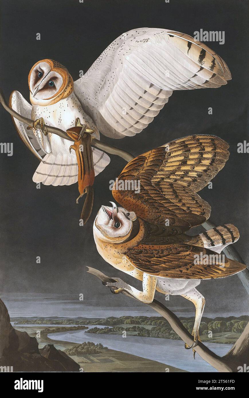 Vintage owl illustrations from the 19th century, back to a pre photographic era, where illustrations were done by hand. Various species worldwide Stock Photo