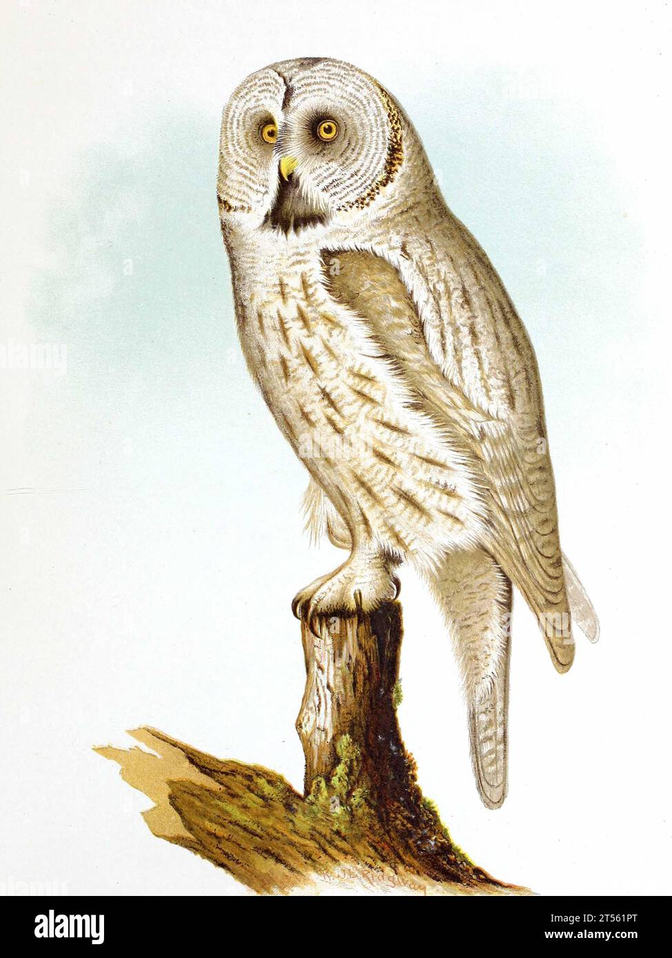 Vintage owl illustrations from the 19th century, back to a pre photographic era, where illustrations were done by hand. Various species worldwide Stock Photo