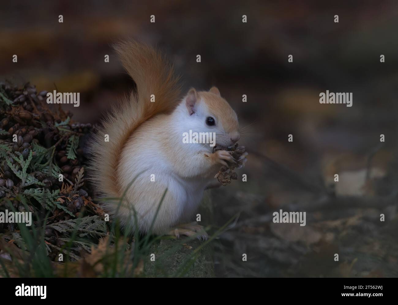 White squirrel (leucistic red squirrel) in the autumn forest eating seeds in Canada Stock Photo