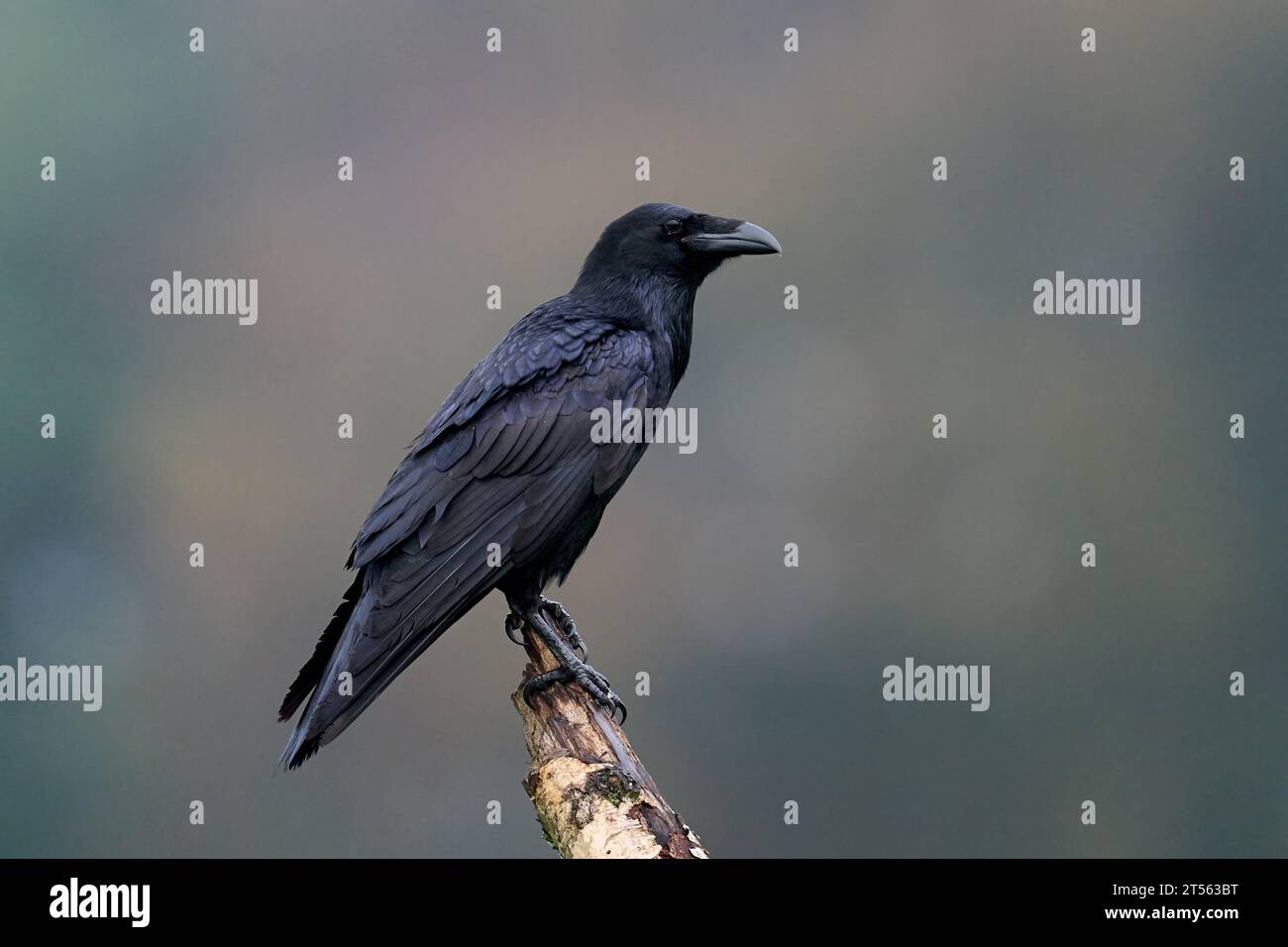 Common raven scandinavia hi-res stock photography and images - Alamy