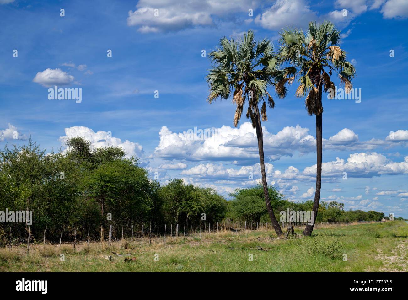 Makalani palms (Hyphaene petersiana) north of Grootfontein, Otjozondjupa region, Namibia Stock Photo