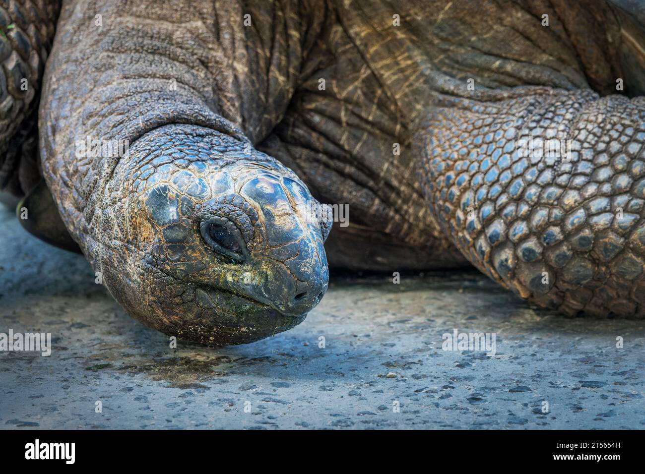 Portrait giant hi-res stock photography and images - Alamy