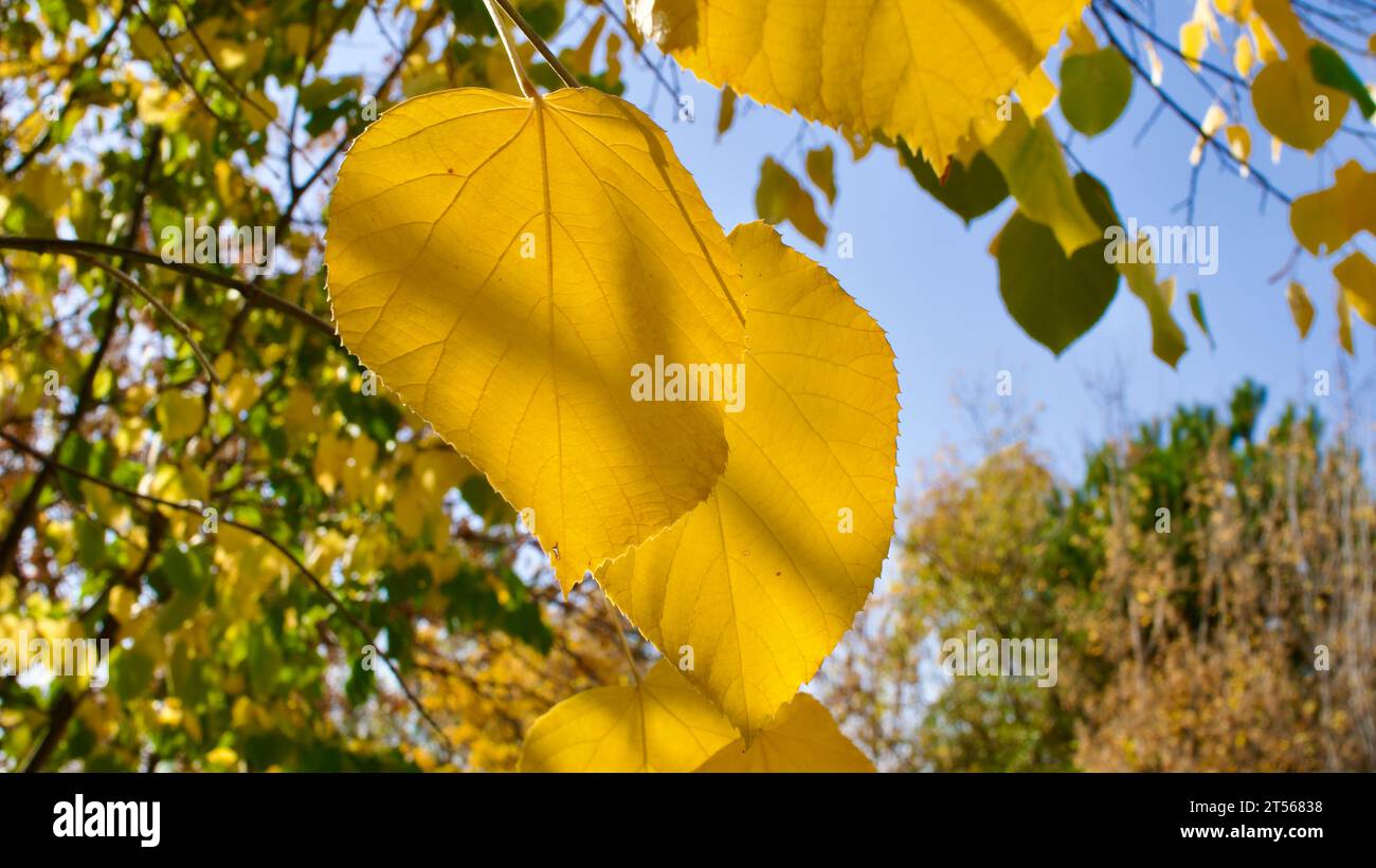Yellowing tree leaves in autumn. Yellowed plane and acacia tree leaves. Yellowed leaves against the blue sky. Stock Photo