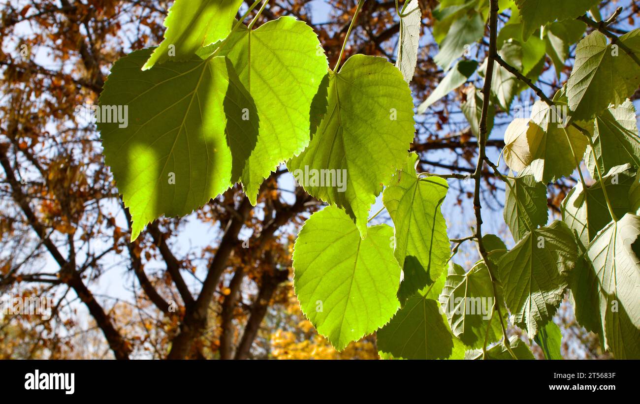 Yellowing tree leaves in autumn. Yellowed plane and acacia tree leaves. Yellowed leaves against the blue sky. Stock Photo