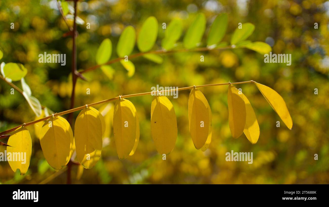 Yellowing tree leaves in autumn. Yellowed plane and acacia tree leaves. Yellowed leaves against the blue sky. Stock Photo