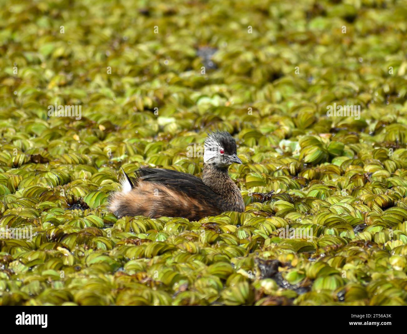 A white-tufted grebe (Rollandia rolland) in the wild swimming among aquatic plants, Reserva Ecologica Costanera Sur, Buenos Aires, Argentina, South Am Stock Photo