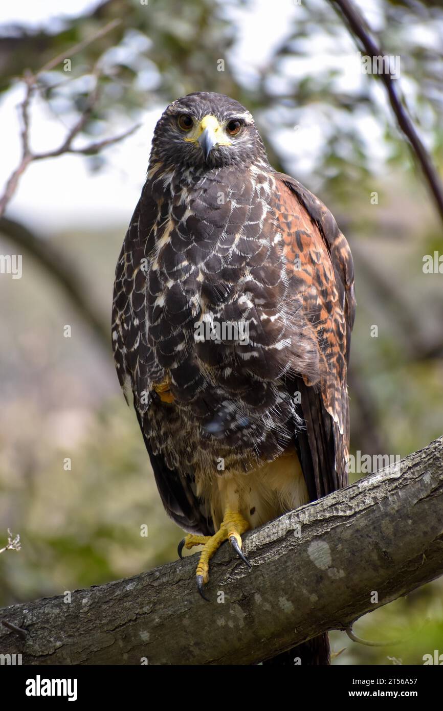 A harris's hawk (Parabuteo unicinctus) in the wild in the Reserva Ecologica Costanera Sur, Buenos Aires, Argentina, South America Stock Photo