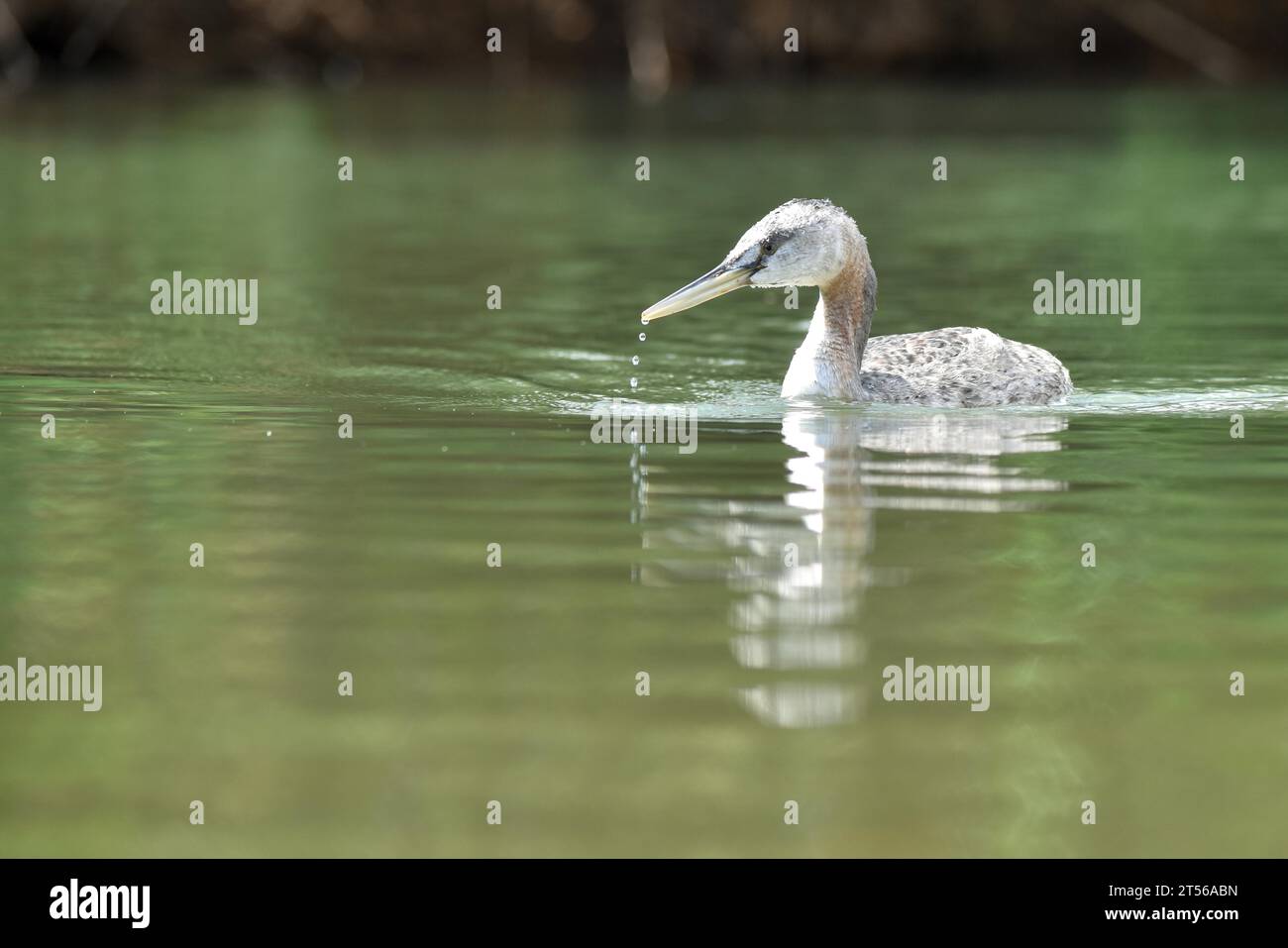 A great grebe (Podiceps major) in the wild in a park in Buenos Aires, Argentina, South America Stock Photo