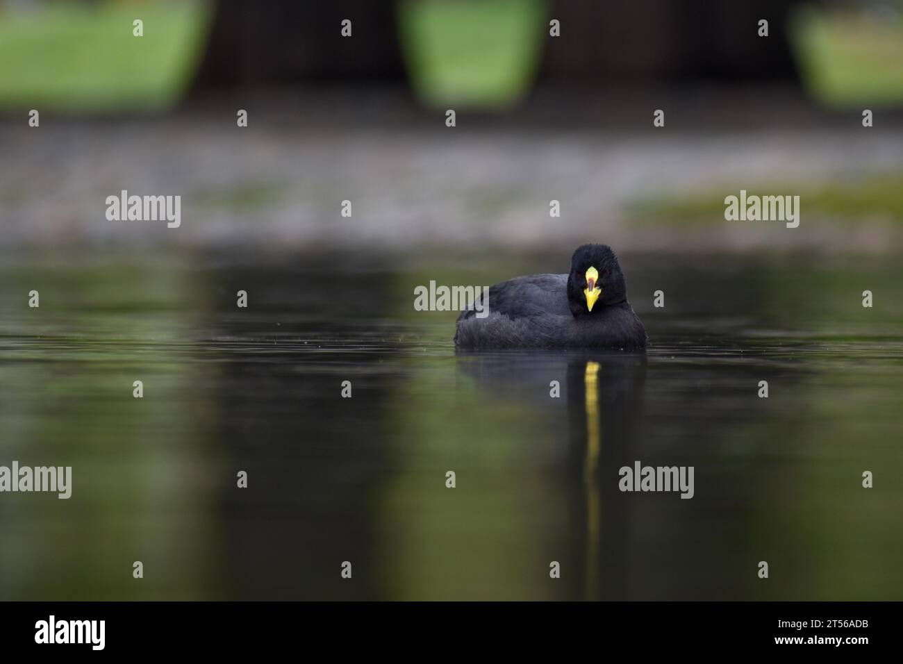 A yellow-billed coot (Fulica armillata) in the wild in a park in Buenos Aires, Argentina, South America Stock Photo