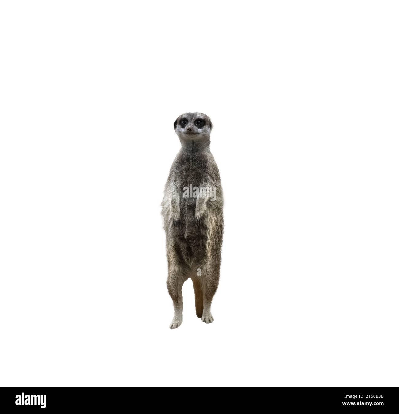 Meerkat - Suricata Suricatta on a transparent background Stock Photo