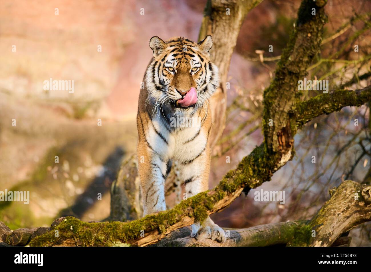 Siberian tiger (Panthera tigris altaica), on a tree, captive, Germany Stock Photo