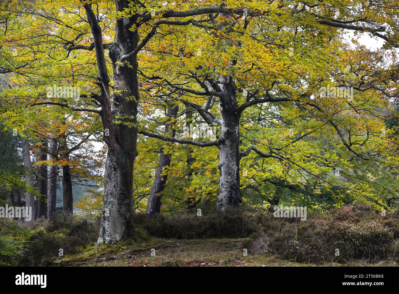 Autumnal Beech Trees, North Pennines, Teesdale, County Durham, UK Stock Photo