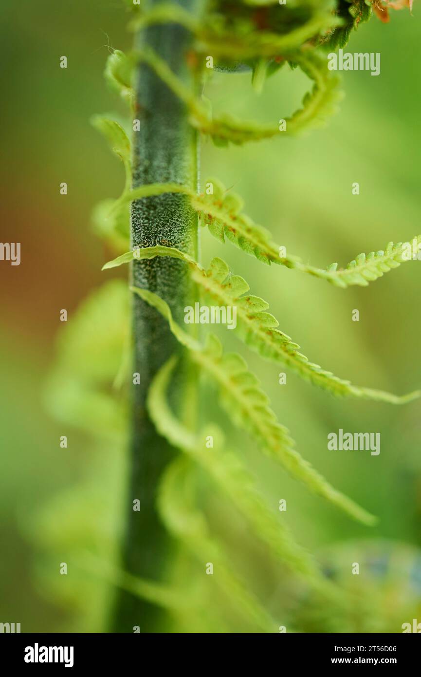 Male fern (Dryopteris filix-mas) leaf, detail, close-up, Bavaria, Germany Stock Photo