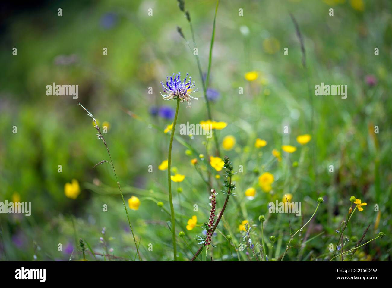 Alpine meadow, meadow flowers, Upper Bavaria, Bavaria, Germany Stock ...