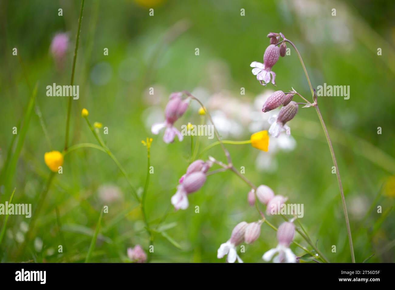 Alpine meadow, orchid, meadow flowers, Upper Bavaria, Bavaria, Germany ...