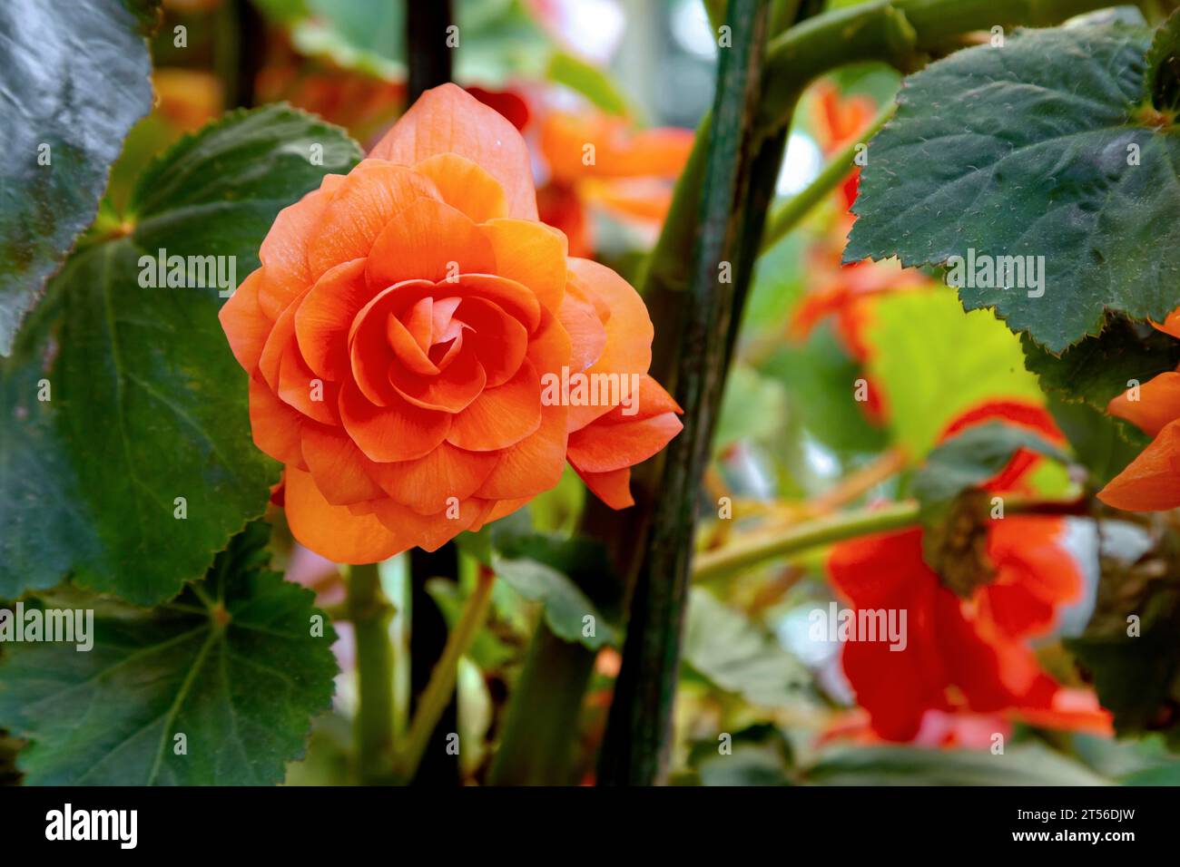 Orange begonia in full bloom at the Road Company garden Mussourie, Uttarakhand Stock Photo