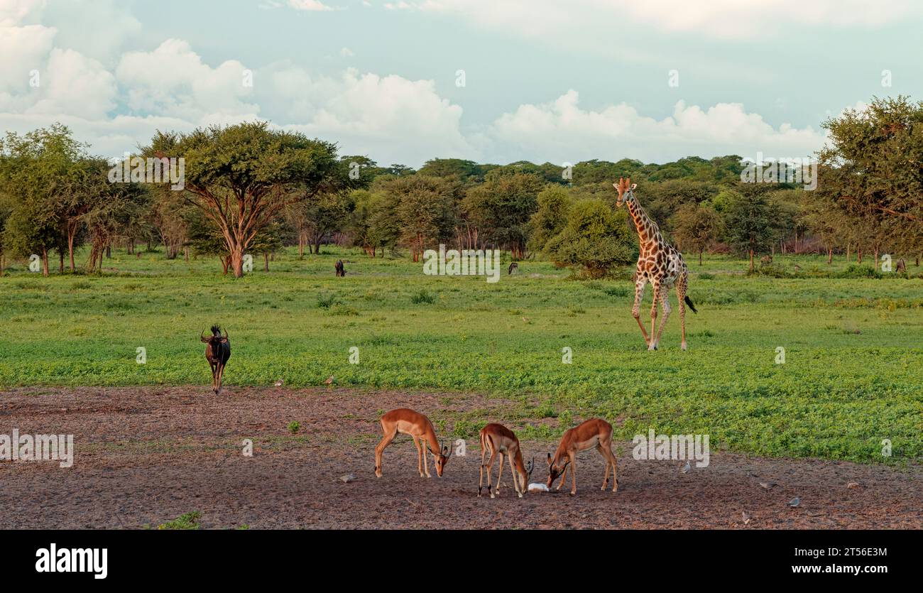 Male black-faced impalas (Aepyceros petersi) at salt lick in northern Kalahari, in background giraffe (Giraffa camelopardalis) and blue wildebeest Stock Photo